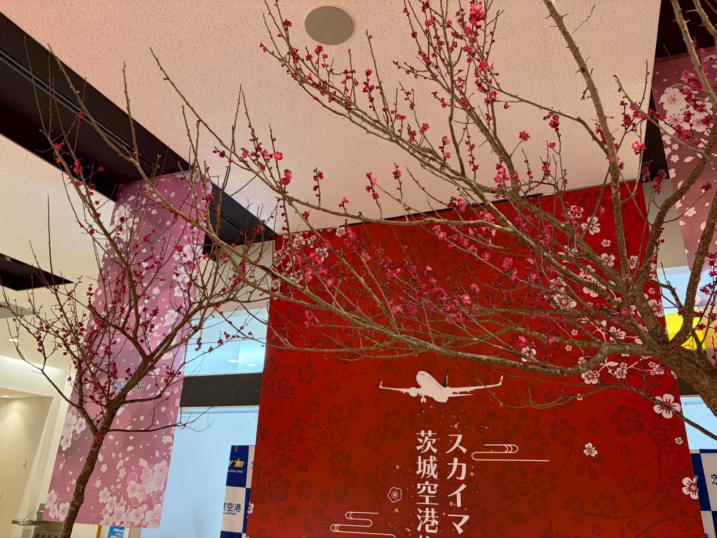 2026年　梅の木設置